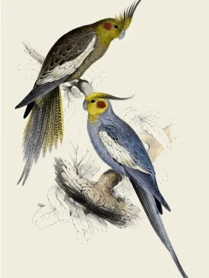 New Holland Parrakeet