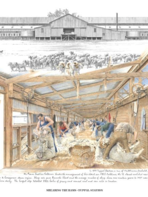 Shearing The Rams Tuppal