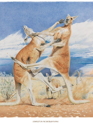 Conflict on Saltbush Plains