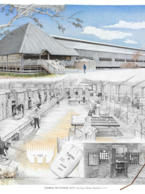 A NATION'S ICON - Shearing The Weaners 2013 